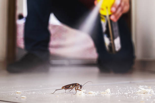 Best Mosquito Control Services  in Groesbeck, OH